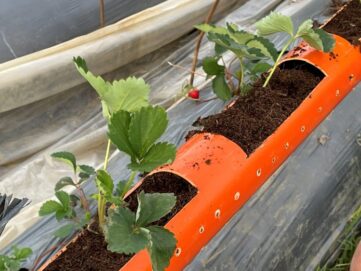 {{brizy_dc_image_alt imageSrc=